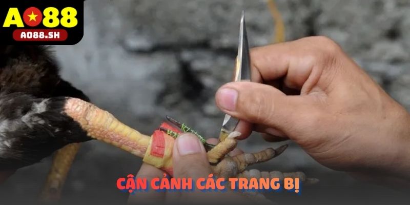 Cận cảnh trang bị cựa tròn sắc bén chuẩn bị xuất trận tại đấu trường Đá gà cựa sắt.