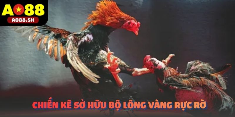 Chiến kê sở hữu bộ lông rực rỡ đang tung đòn hạ gục đối thủ trên sân cát.