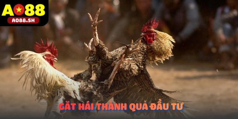 Gật hái thành quả đầu tư vang dội nhờ áp dụng thành công Bí quyết chọn gà chọi hay.
