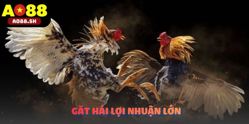 Gặt hái thành quả đầu tư vang dội sau những phiên săn thưởng cùng Đá gà cựa dao.