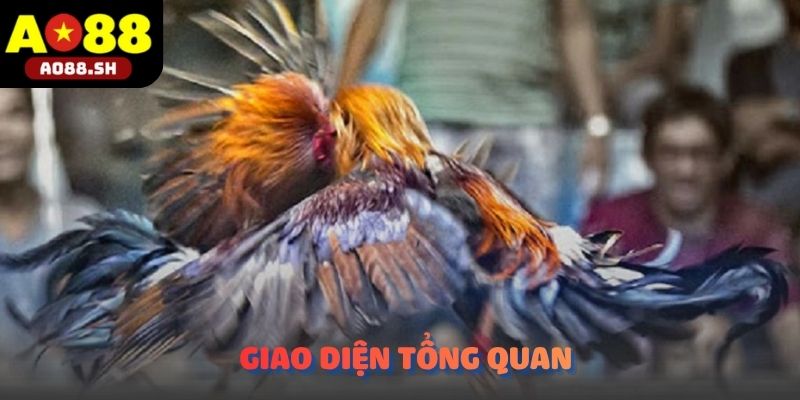 Giao diện phòng phát sóng trực tiếp chuẩn HD sắc nét tại sảnh WS 168.