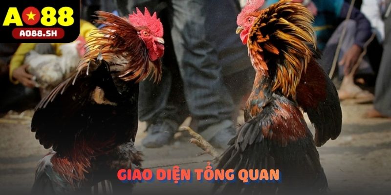 Giao diện tổng quan tích hợp nhiều trận đấu đỉnh cao của chuyên mục Đá gà AO88.