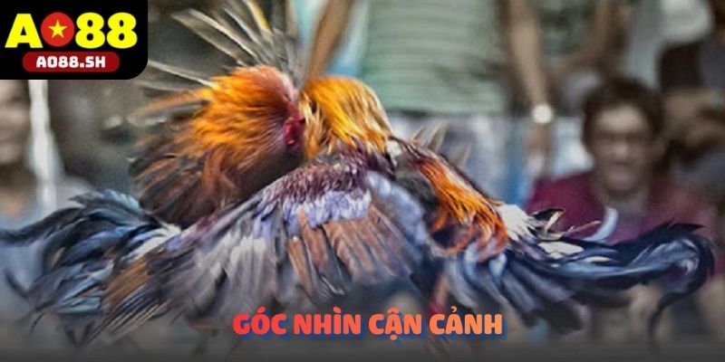 Góc nhìn cận cảnh những pha tranh tài nảy lửa từ đấu trường Đá gà tre Thomo.