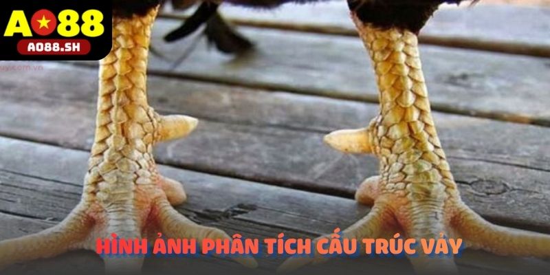Hình ảnh phân tích cấu trúc vảy chân quý hiếm theo cẩm nang Bí quyết chọn gà chọi hay.