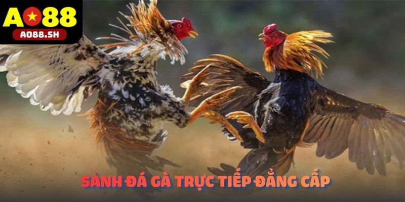 Khám phá sảnh đấu đá gà trực tiếp đẳng cấp với độ phân giải sắc nét.