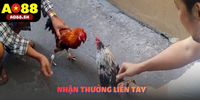 Nhận thưởng liền tay sau khi đặt cược chính xác vào trận Đá gà tre Thomo.