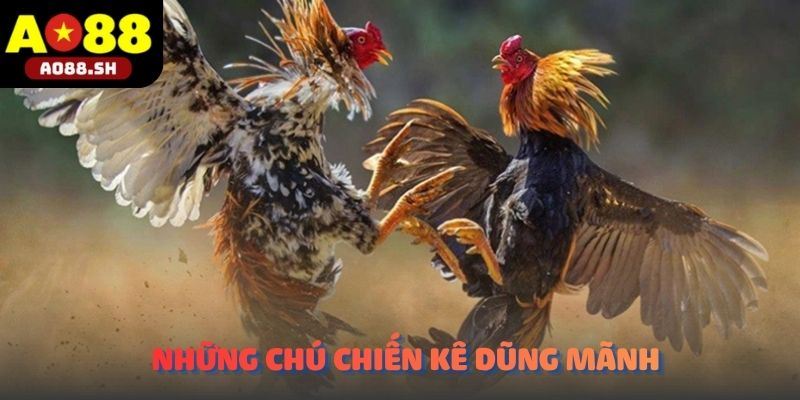 Những cặp chiến kê dũng mãnh đang chuẩn bị bước vào cuộc đối đầu sinh tử.