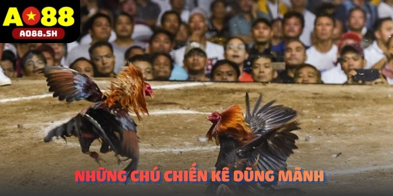 Những chú chiến kê dũng mãnh đang cống hiến các pha ra đòn đầy kịch tính.