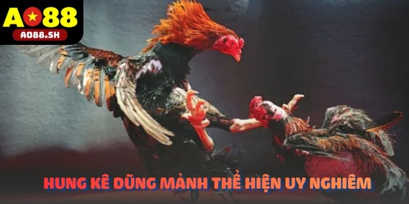 Những chú hùng kê dũng mãnh đang thể hiện phong thái uy nghi tại phòng chờ.