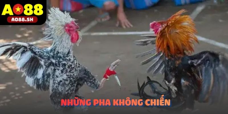 Những pha không chiến xé toạc không gian của các chiến kê dũng mãnh.