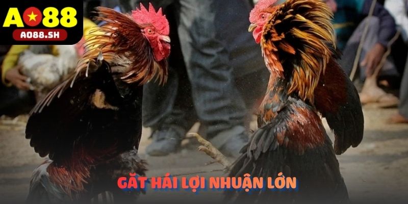 Niềm vui gặt hái lợi nhuận lớn khi digital chính xác vào siêu phẩm Đá gà cựa sắt.