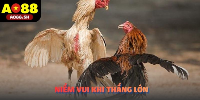 Niềm vui thắng lớn khi dự đoán chính xác thần kê dũng mãnh tại sảnh Đá gà AO88.